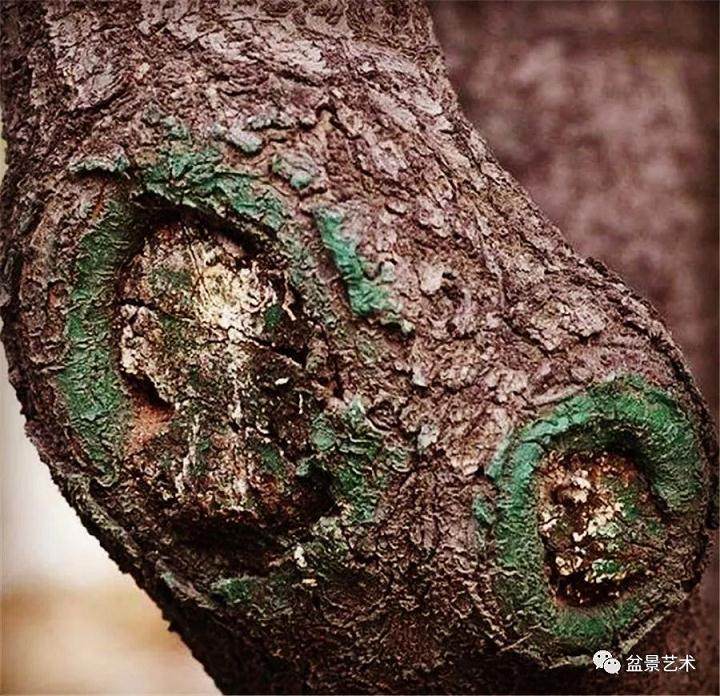 下山桩伤口的应如何处理？