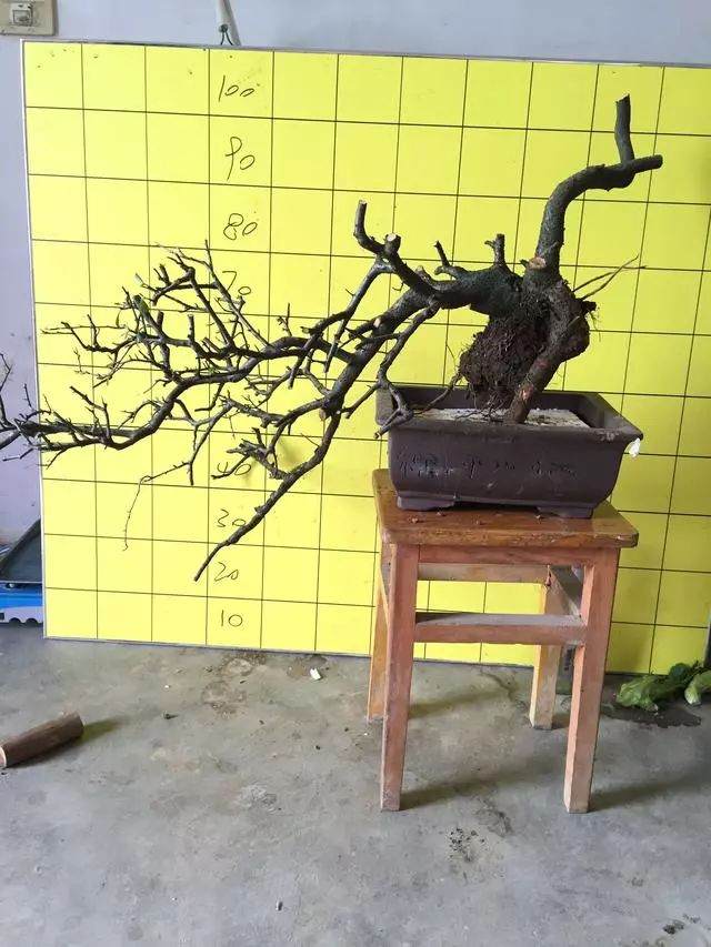 冬季下山桩该如何安全越冬!