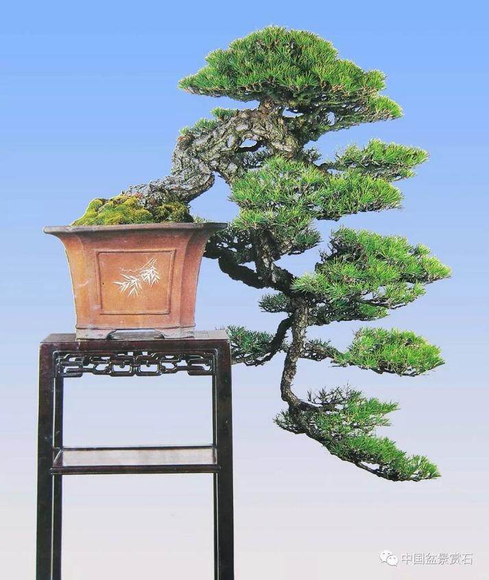 1985年在上海虹口公园举办的全国盆景评比展