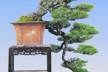 1985年在上海虹口公园举办的全国盆景评比展