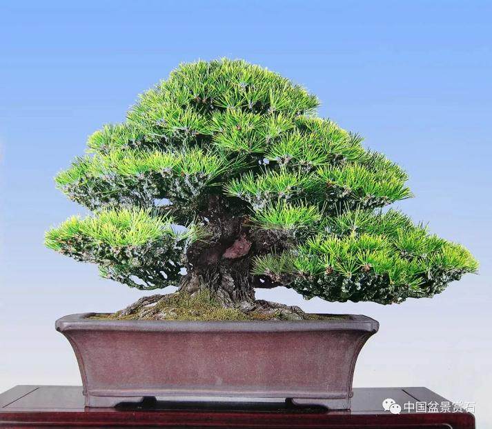 曹克亭谈中日盆景之差异