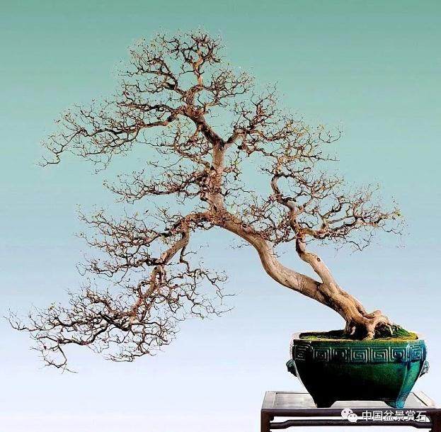 曹克亭谈中日盆景之差异