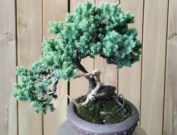 珍珠柏下山桩 要浇水就要浇透