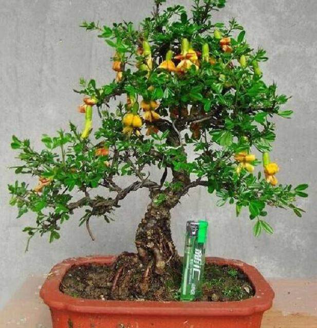 金雀盆景的浇水一般采取不干不浇 干则浇透的原则