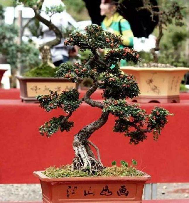如何保证铁马鞭下山桩的成活率?