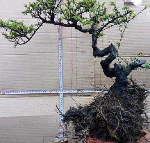 铁马鞭下山桩为何叫下山死?如何避免?