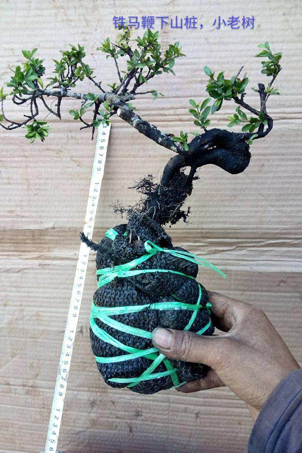 铁马鞭下山桩为何叫下山死?如何避免?