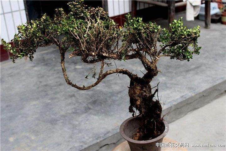 黄杨树下山桩怎么养护?
