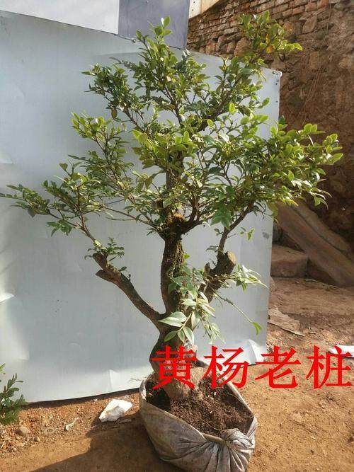 盆景贵 挖下山桩的人却尽显寒酸大家怎么看？