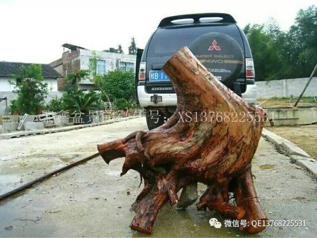 罗汉松下山桩的种植和靠接方法