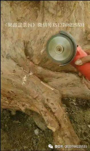 罗汉松下山桩的种植和靠接方法