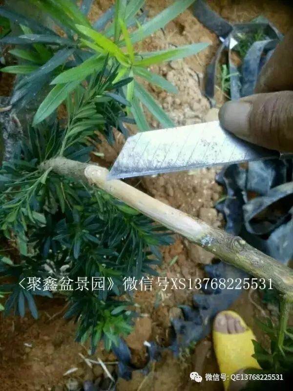 罗汉松下山桩的种植和靠接方法