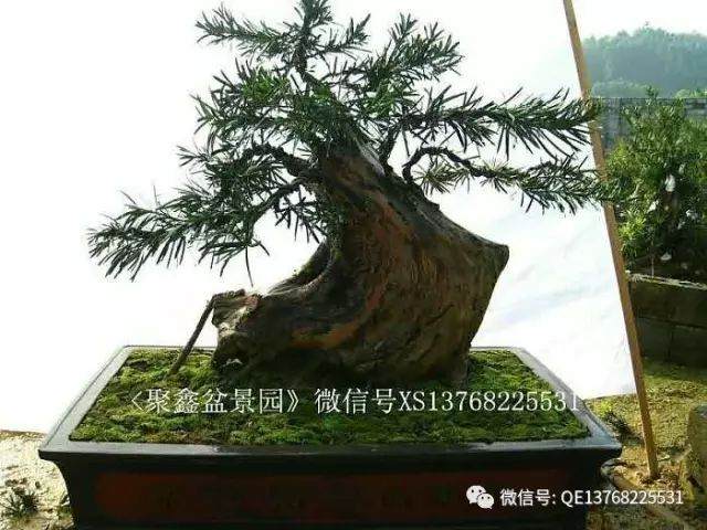 罗汉松下山桩的种植和靠接方法