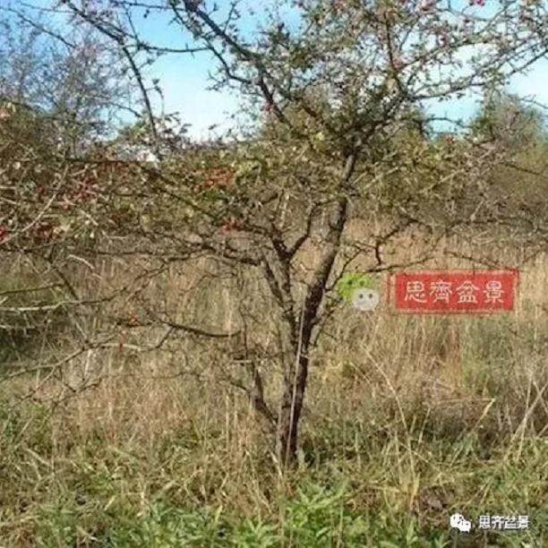 图解 大型山楂盆景的培养过程 14幅