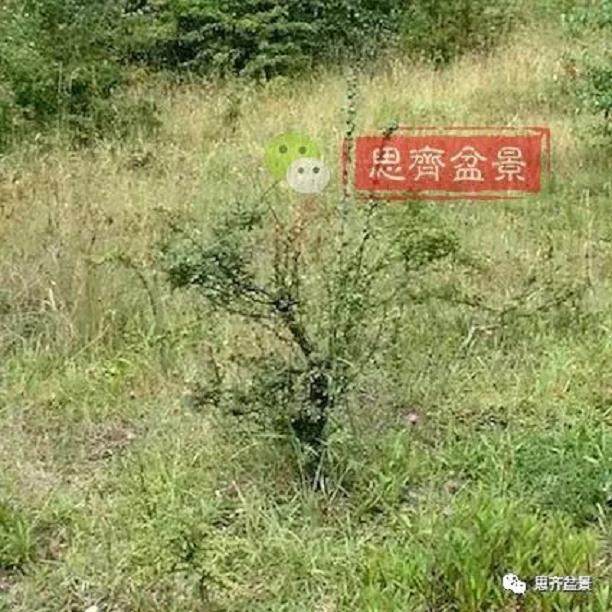 图解 大型山楂盆景的培养过程 14幅