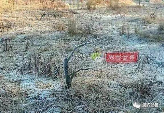 图解 大型山楂盆景的培养过程 14幅