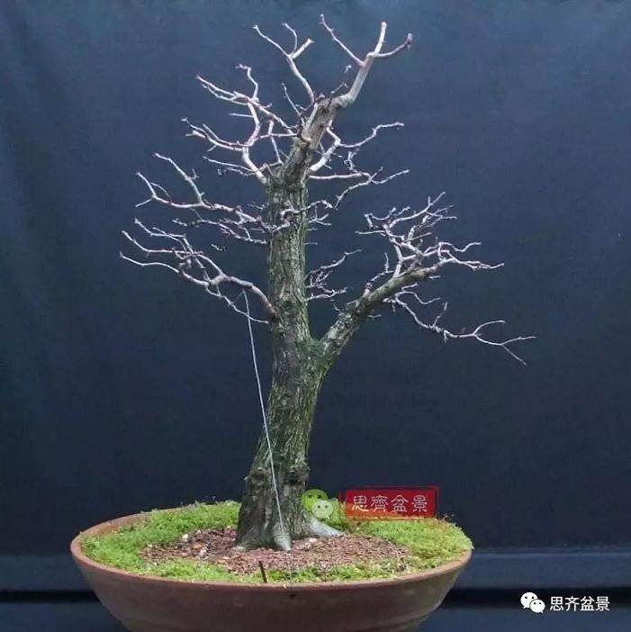 图解 大型山楂盆景的培养过程 14幅