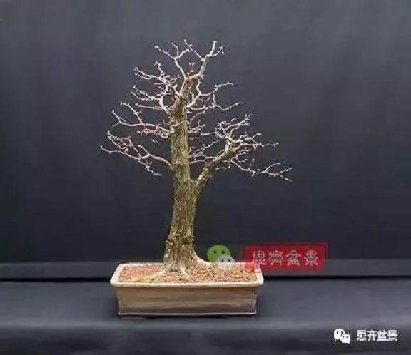 图解 大型山楂盆景的培养过程 14幅