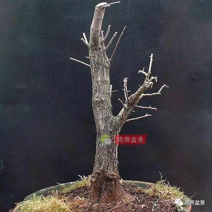 图解 大型山楂盆景的培养过程 14幅