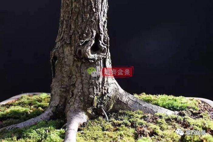 图解 大型山楂盆景的培养过程 14幅