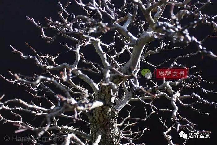 图解 大型山楂盆景的培养过程 14幅