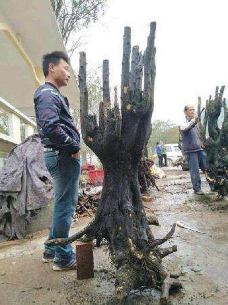 金弹子下山桩怎么养护?