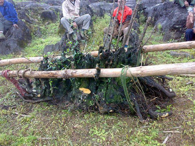 如何保证成下山桩的成活率?