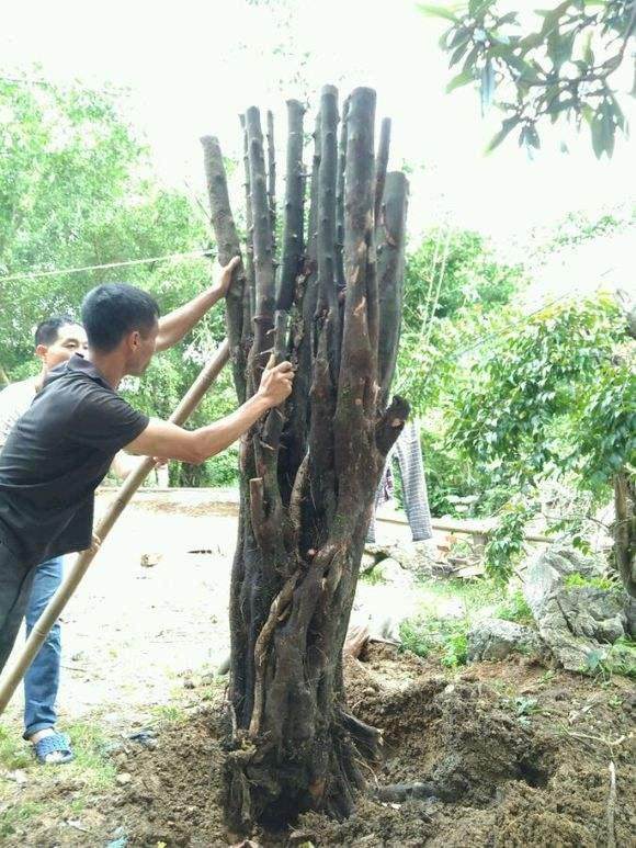 如何保证成下山桩的成活率?