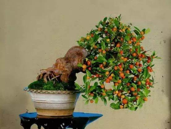 金豆下山桩的种植方法