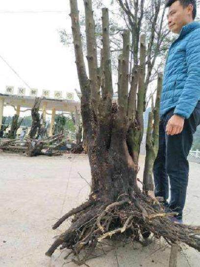 金弹子下山桩怎样缠膜容易成活