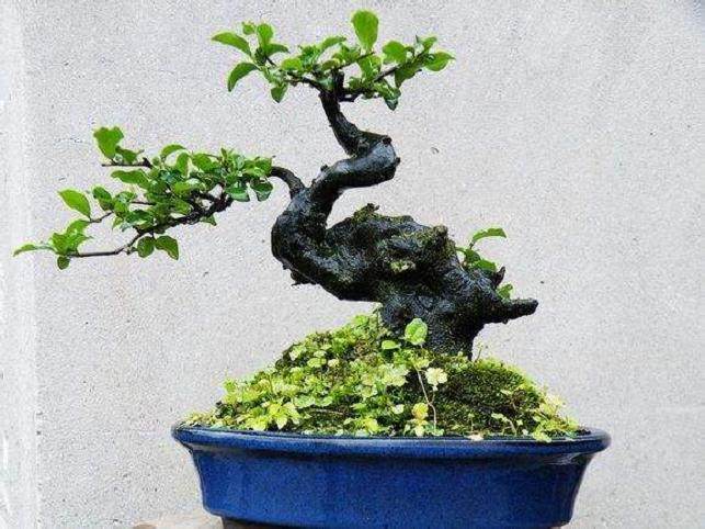 金弹子下山桩怎样缠膜容易成活