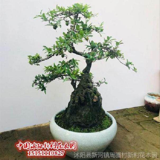 雀梅下山桩怎么修剪?