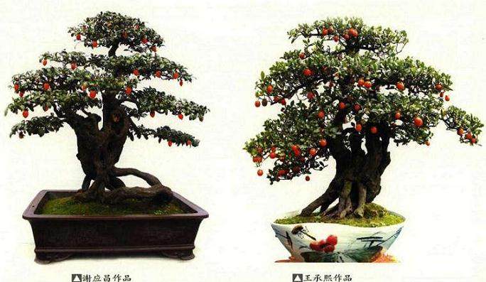 榆树下山桩怎样养桩 多久生根?