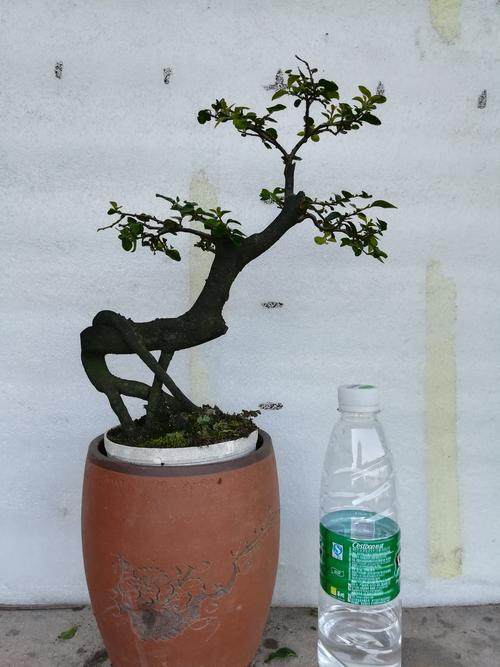 金弹子下山桩的养根方法