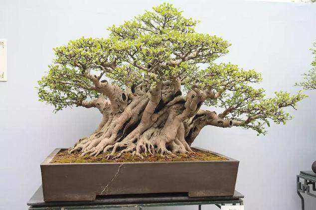 养活盆景花卉关键步骤:定根水