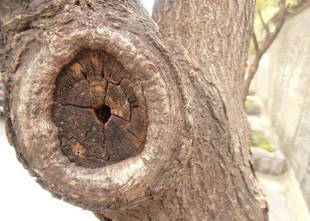 从3个方面来判断下山桩是不是熟桩?