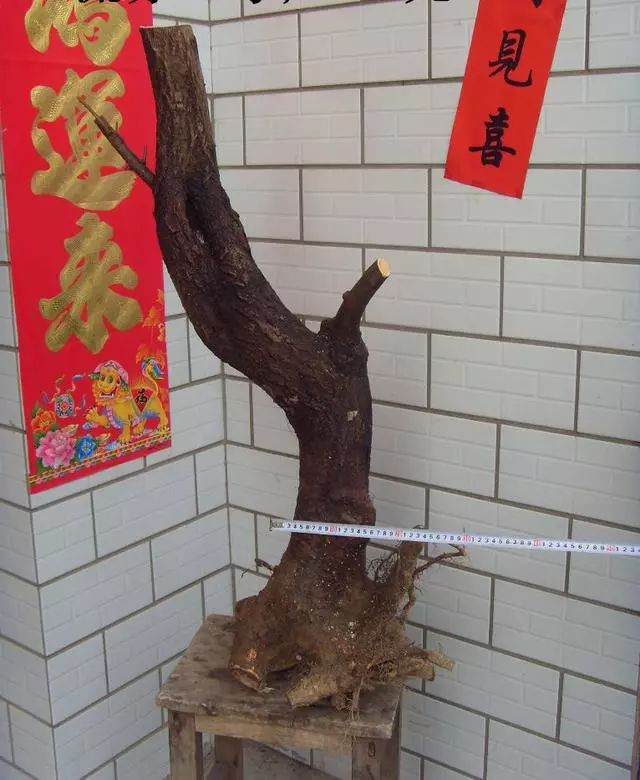 如何区分下山桩的生桩和熟桩?