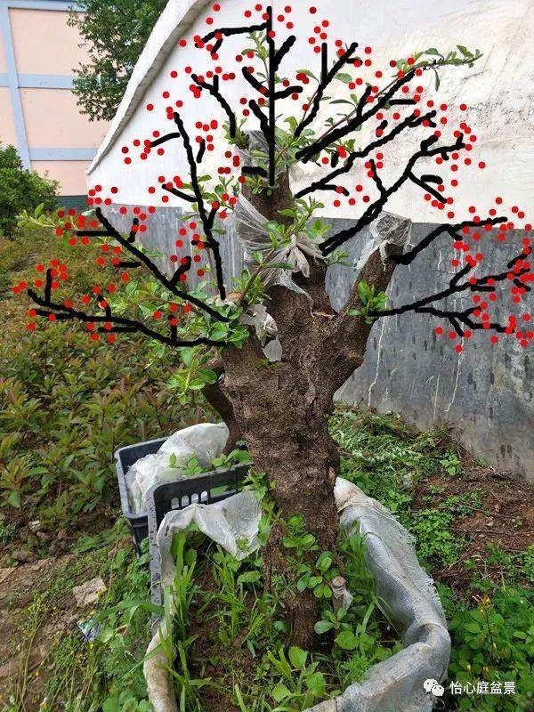 火棘下山桩的亲手养活实例