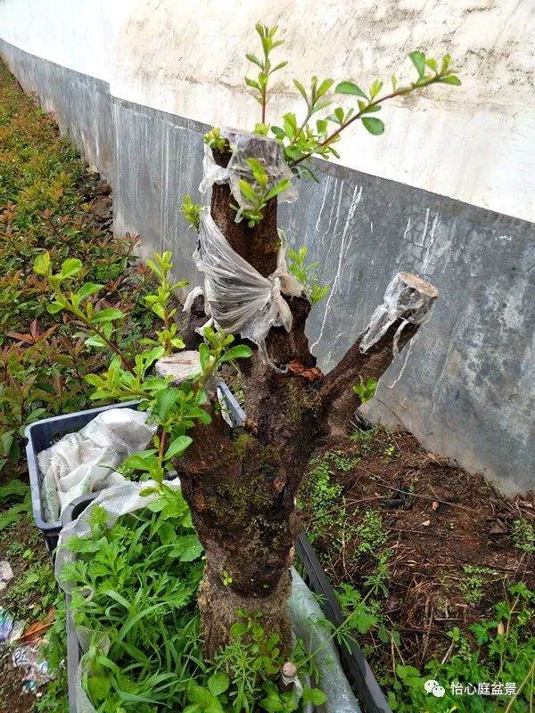 火棘下山桩的亲手养活实例
