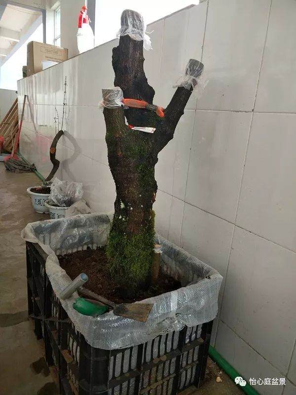 火棘下山桩的亲手养活实例