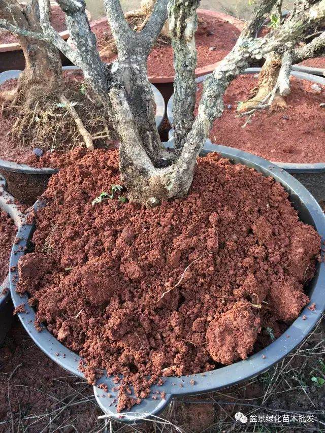 图解 黄杨山松下山桩发芽种植的方法
