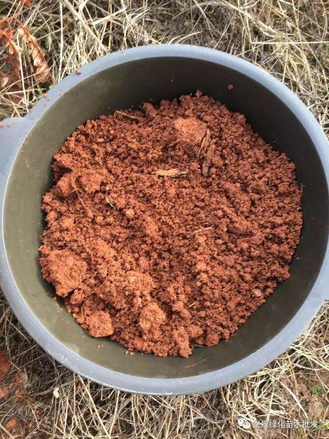 图解 黄杨山松下山桩发芽种植的方法