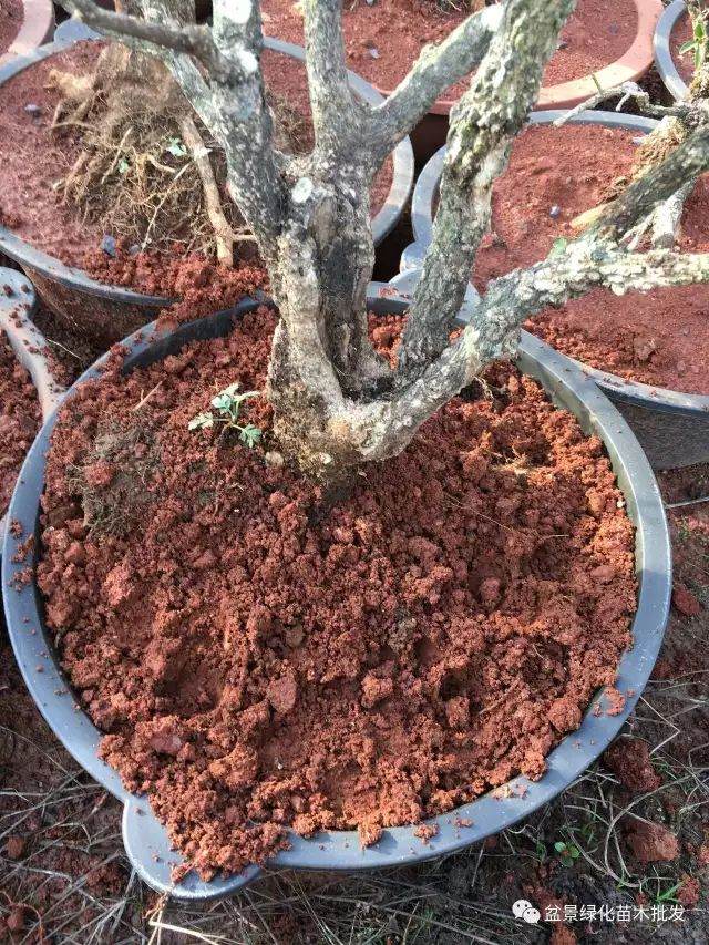 图解 黄杨山松下山桩发芽种植的方法