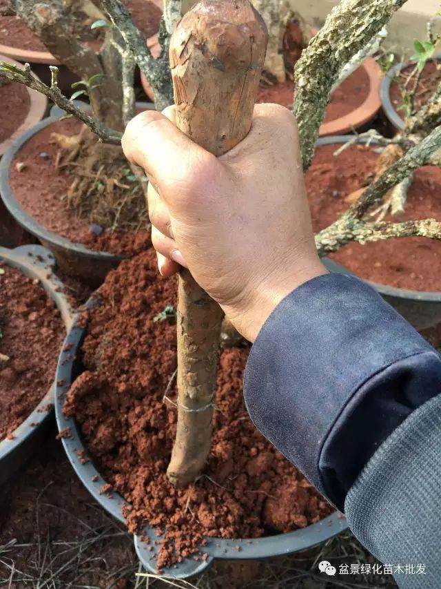 图解 黄杨山松下山桩发芽种植的方法