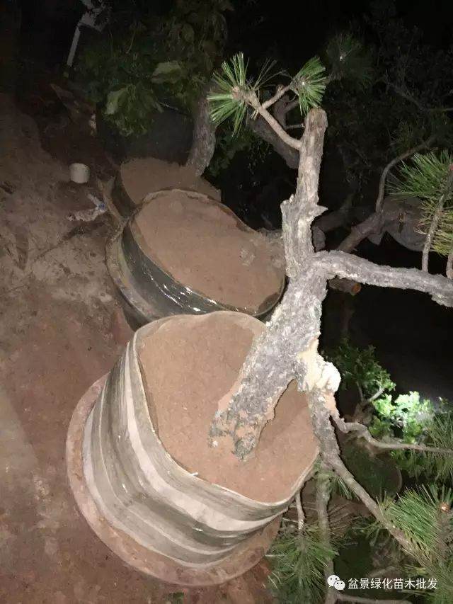 图解 黄杨山松下山桩发芽种植的方法