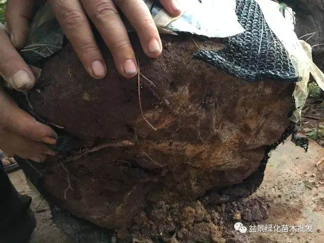 图解 黄杨山松下山桩发芽种植的方法