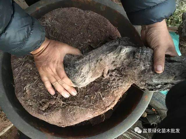 图解 黄杨山松下山桩发芽种植的方法