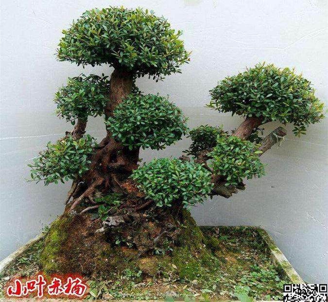 如何防治赤楠下山桩的病虫害造成死桩？
