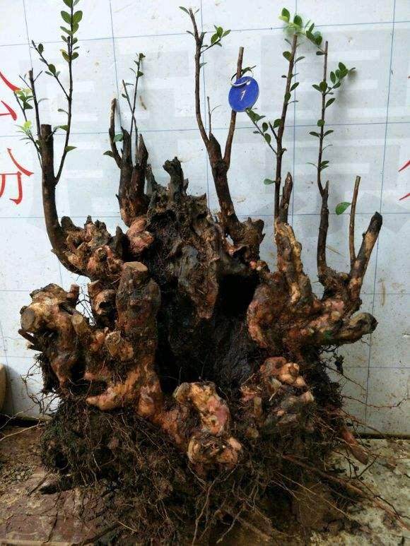 如何预防赤楠下山桩的假活问题？