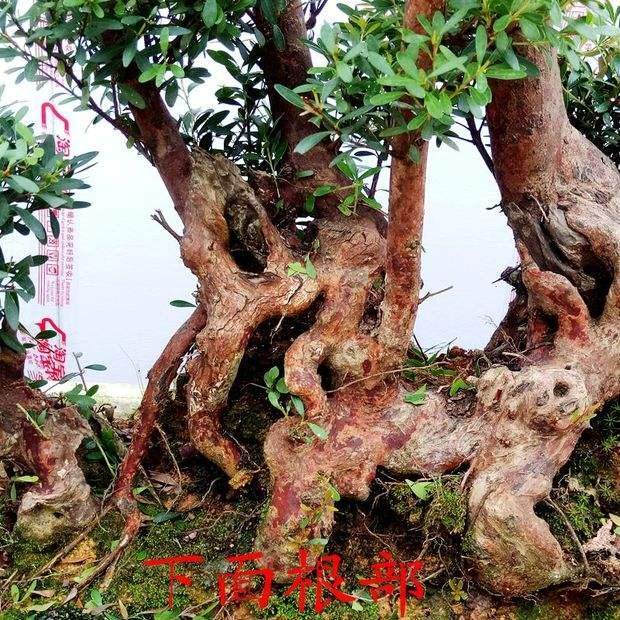 如何解决赤楠下山桩成活率低的问题?